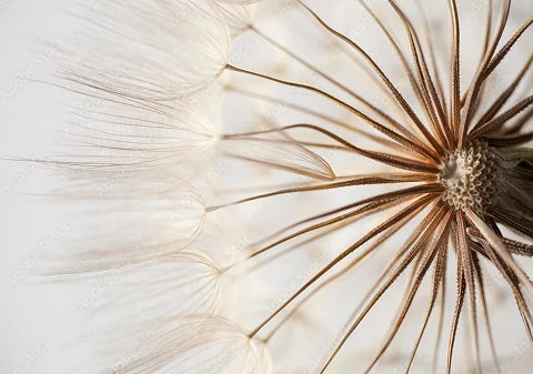 Dandelion Root